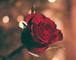 Enjoy a special menu with your better half this Valentines at Bar 62!